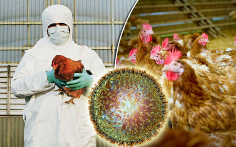 Внимание грипп птиц!.