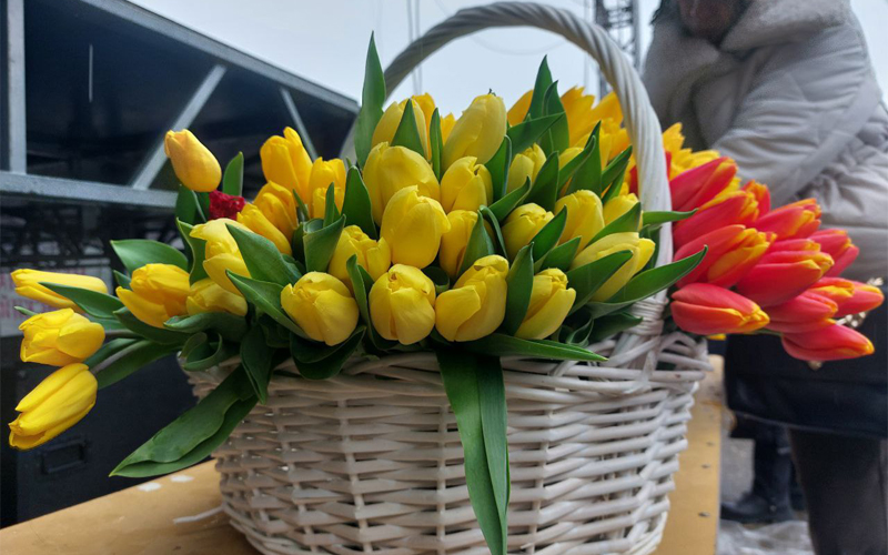 В Международный женский день в Ессентуках раздали больше 2.5 тысяч тюльпанов.