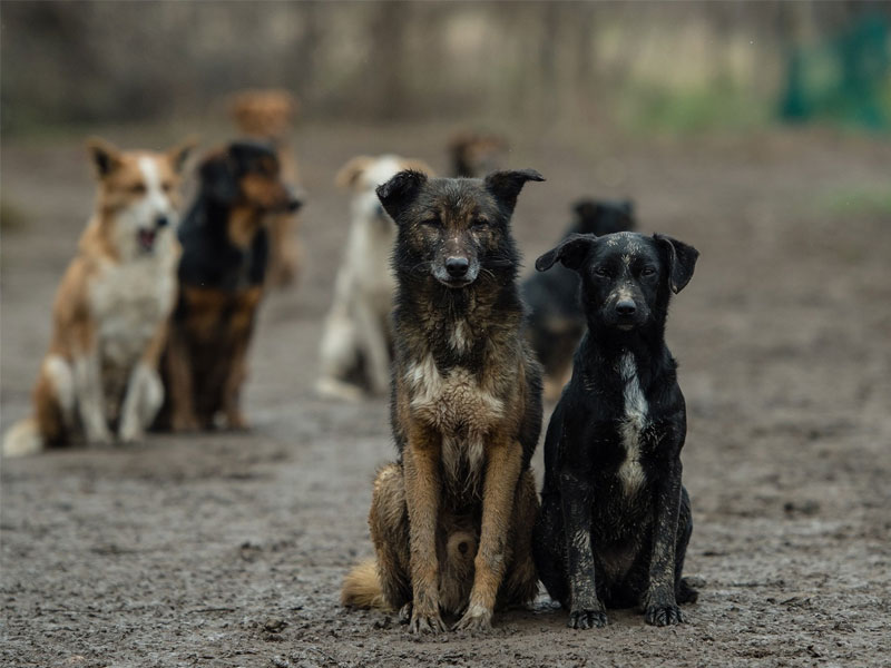Специалисты по отлову собак выехали на улицу Крупской в Ессентуках после обращения.